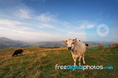 Cows On A Mountain Pasture. Autumn Hills Stock Photo