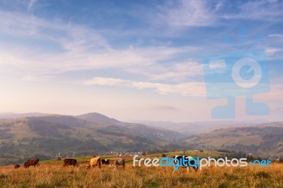 Cows On A Mountain Pasture. Autumn Hills Stock Photo