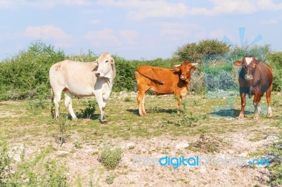 Cows On The Field Stock Photo