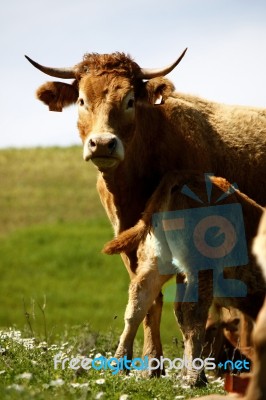 Cows On The Grass Stock Photo