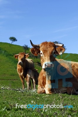 Cows On The Grass Stock Photo