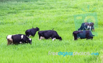 Cows On The Pasture Stock Photo