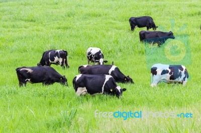 Cows On The Pasture Stock Photo