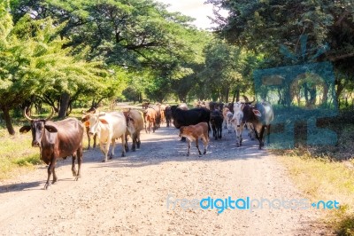 Cows On The Road 39 In Nicaragua Stock Photo