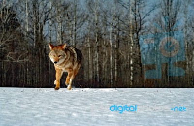 Coyote  Stock Photo