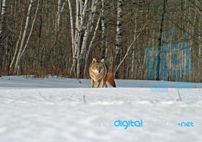 Coyote  Stock Photo