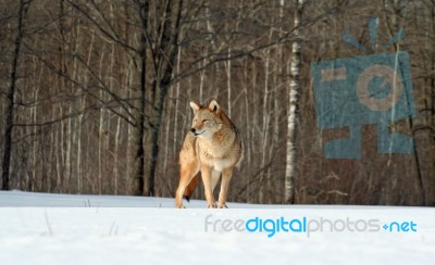 Coyote  Stock Photo