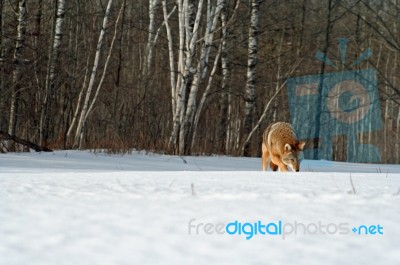 Coyote  Stock Photo