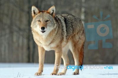 Coyote Stock Photo