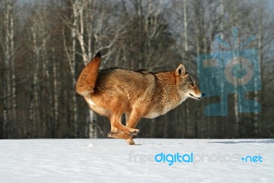 Coyote Running Stock Photo