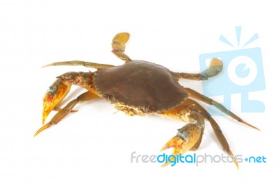 Crab Stock Photo