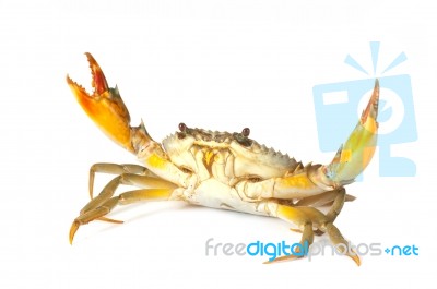 Crab Stock Photo