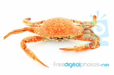 Crab Stock Photo