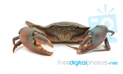 Crab Stock Photo