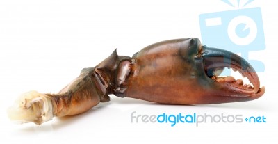 Crab Claw Isolated On White Background Stock Photo