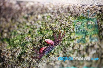 Crab Finding Food On Rocky Beach Stock Photo