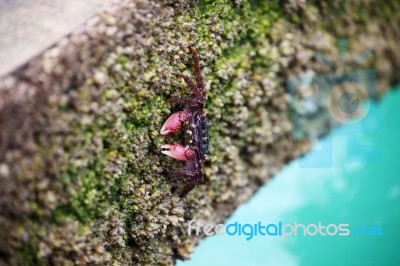 Crab Finding Food On Rocky Beach Stock Photo