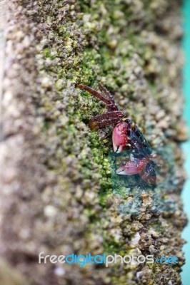 Crab Finding Food On Rocky Beach Stock Photo