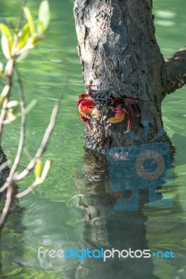 Crab Sits On A Branch In The Mangrove Swamp Stock Photo