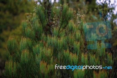 Cradle Mountain In Tasmania On A Cloudy Day Stock Photo