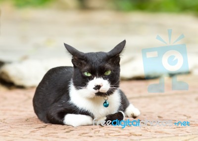 Crafty Cat Lying On Floor Stock Photo