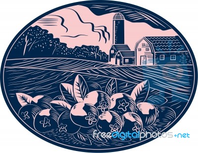 Cranberry Fruit Farm Oval Woodcut Stock Image