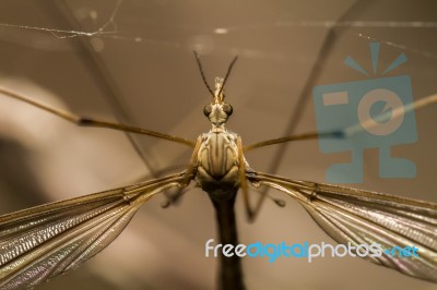 Crane Fly Insect Stock Photo