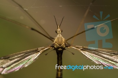 Crane Fly Insect Stock Photo