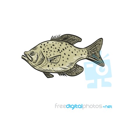 Crappie Fish Side Drawing Stock Image