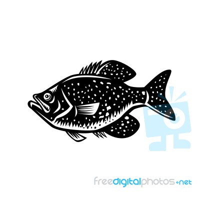 Crappie Fish Woodcut Stock Image