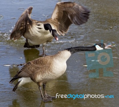 Crazy Pair Stock Photo