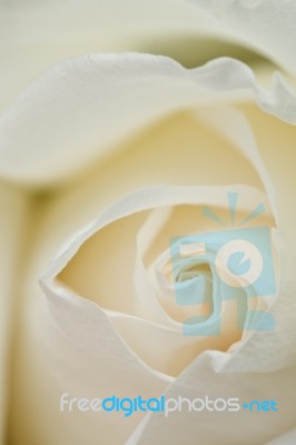 Cream Color Rose Stock Photo