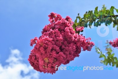 Crepe Myrtle Flower Stock Photo