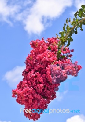 Crepe Myrtle Flower Branch Stock Photo