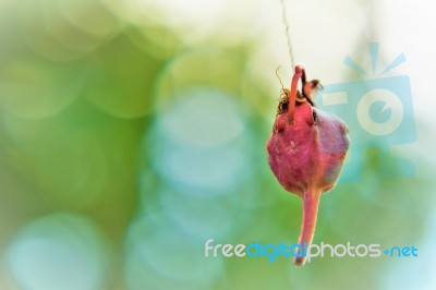 Crepe Myrtle Seed Hanging Stock Photo