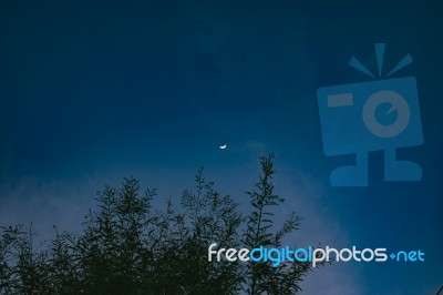 Crescent Moon With Star And Green Tree Stock Photo