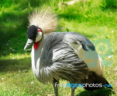 Crested African Crane Stock Photo