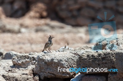 Crested Lark (galerida Cristata) Stock Photo