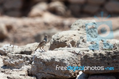 Crested Lark (galerida Cristata) Stock Photo