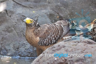 Crested Serpent Eagle Bird Stock Photo