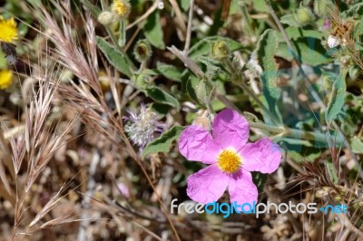 Cretan Rock Rose (cistus Creticus L.) Stock Photo