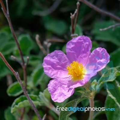 Cretan Rock Rose (cistus Creticus L.) Stock Photo