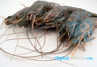 Crevettes Stock Photo