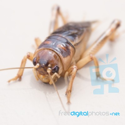 Cricket Stock Photo