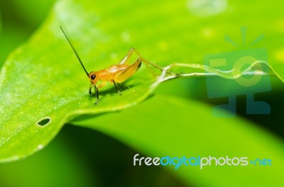 Cricket Stock Photo