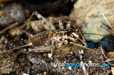 Cricket Beetle Stock Photo