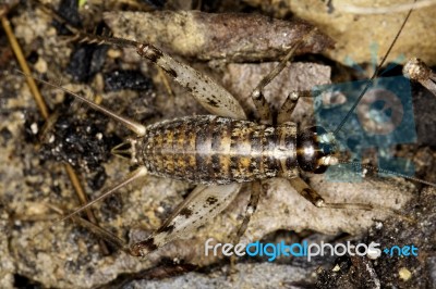 Cricket Beetle Stock Photo