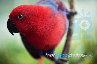 Crimson Rosella Stock Photo