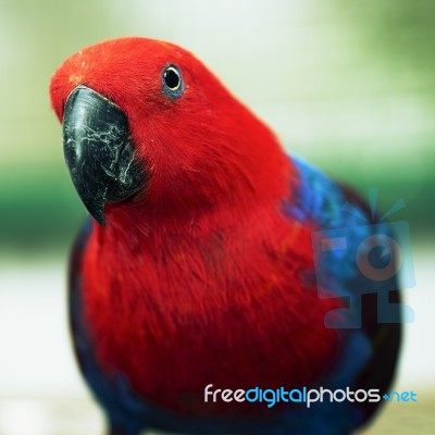 Crimson Rosella Stock Photo