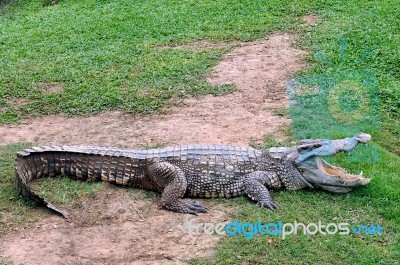 Crocodile Stock Photo